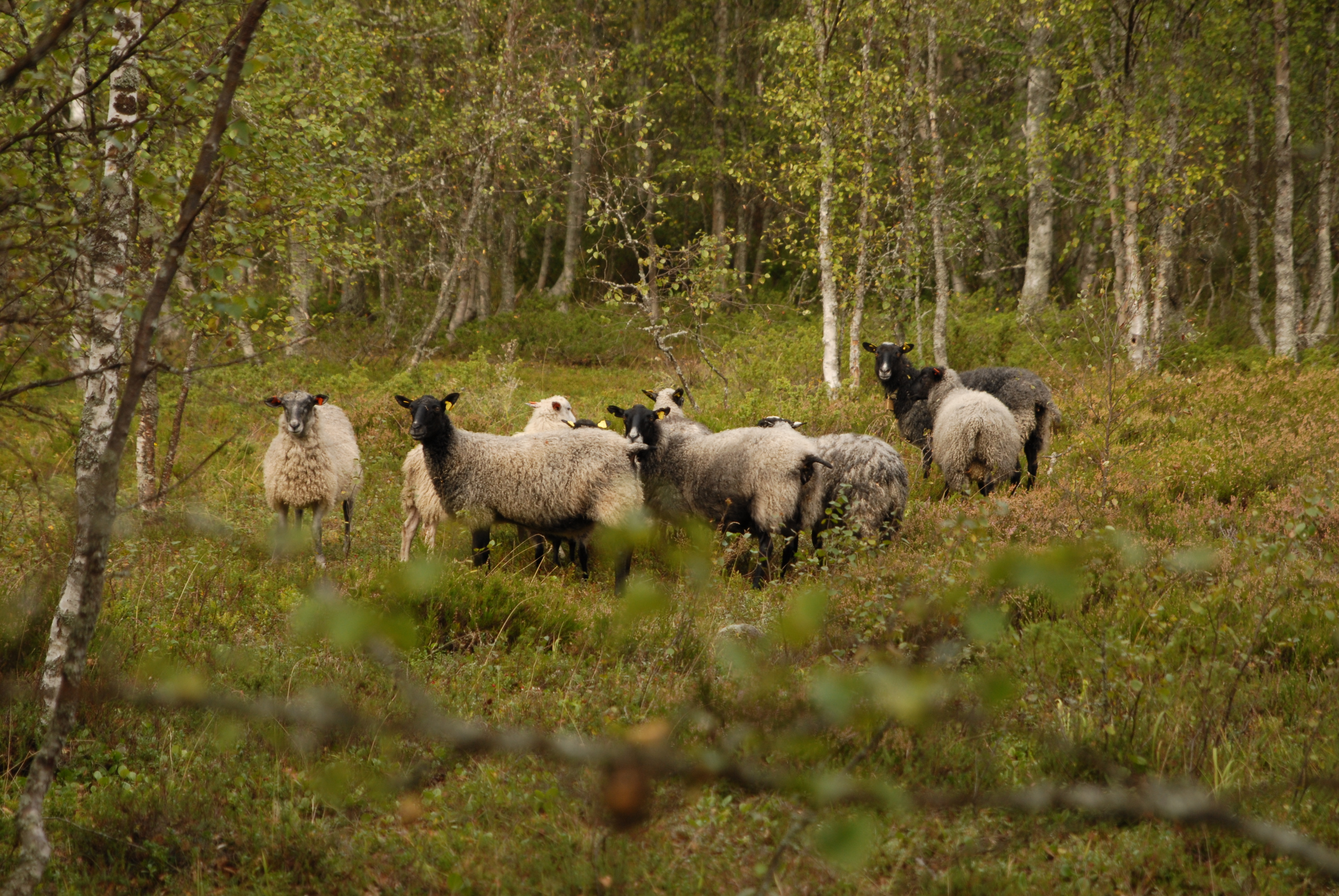 Får på bete