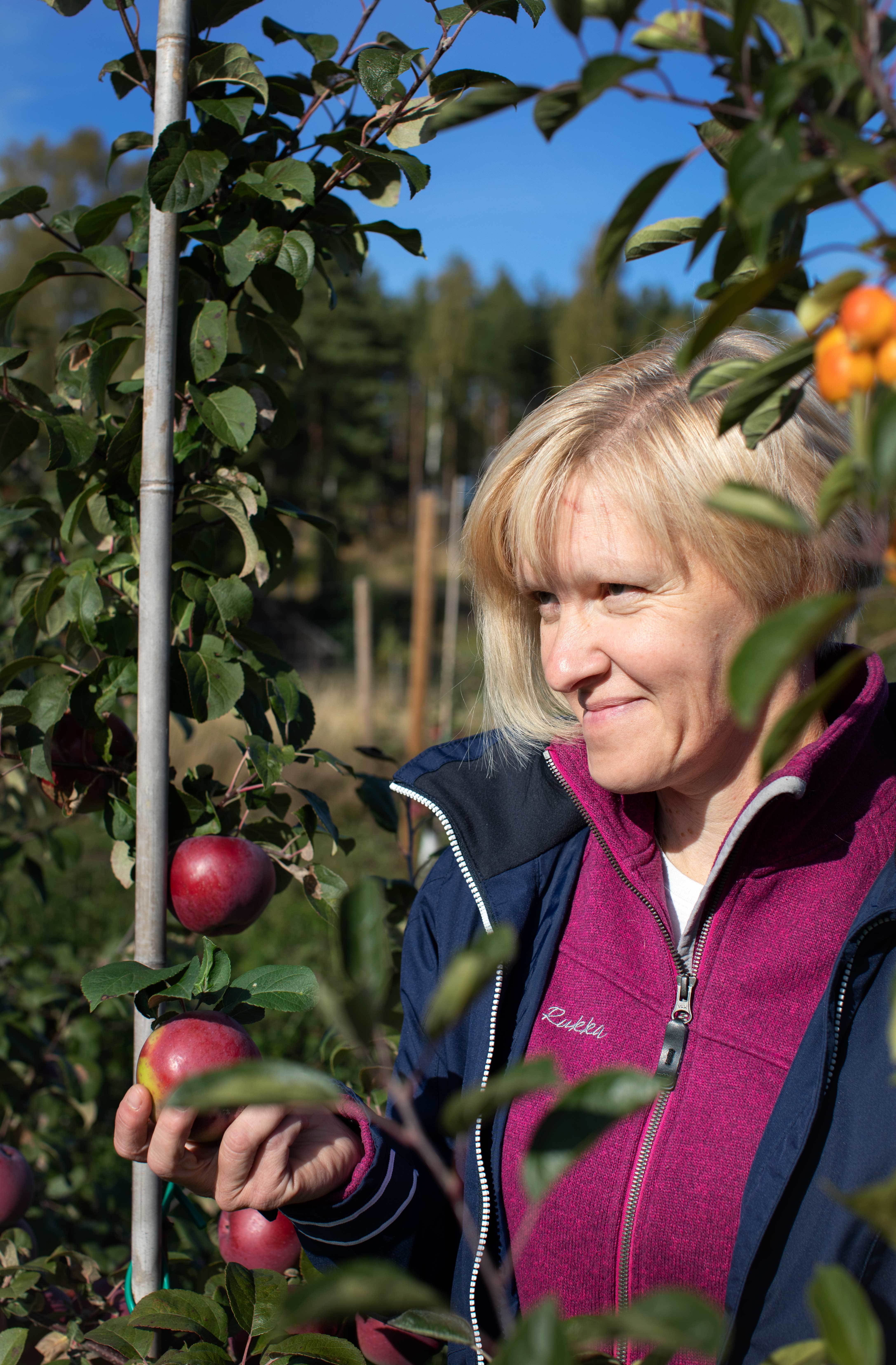 Närbild på ljushårig kvinna i äppelträdgård, med ett äpple i handen