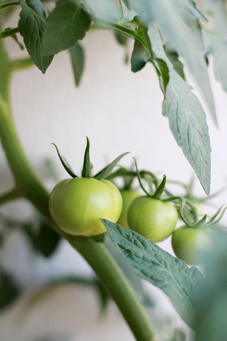 Odla tomat förkultivering