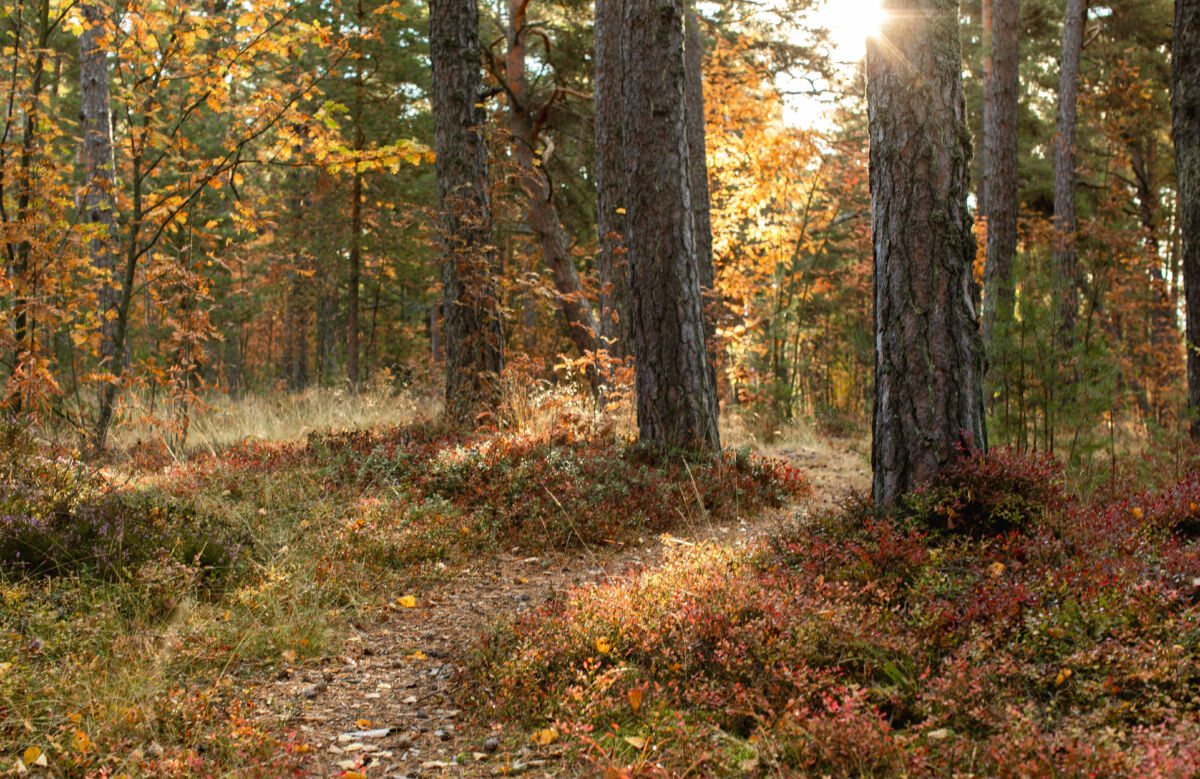 Skog, promenad