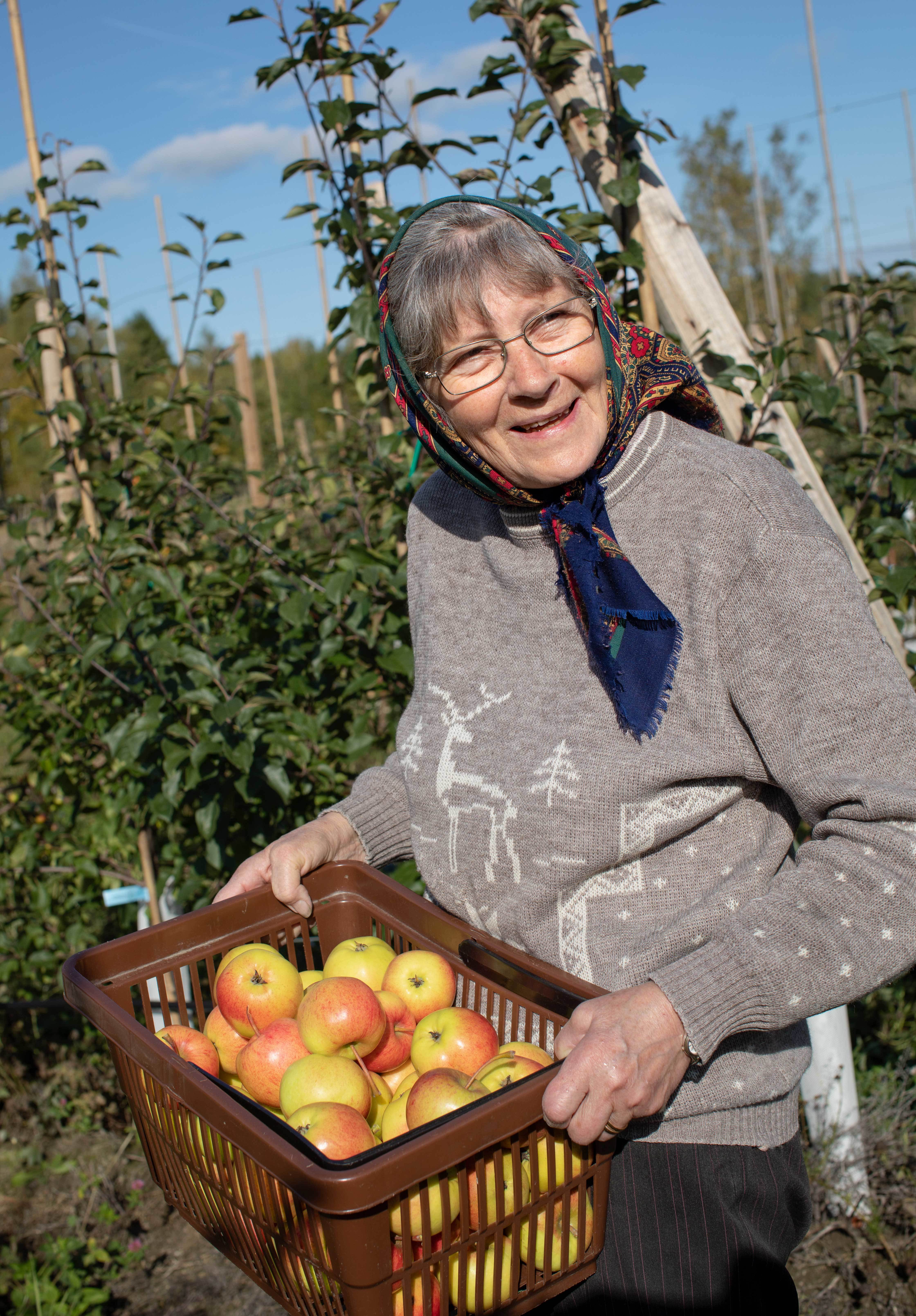Äldre kvinna med huvudduk med en korg äpplen i händerna.