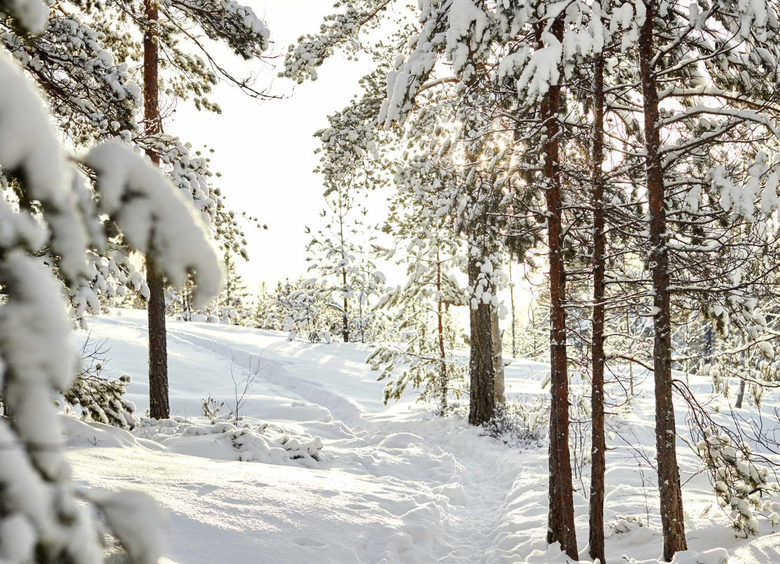 Skogsstig i vintertid