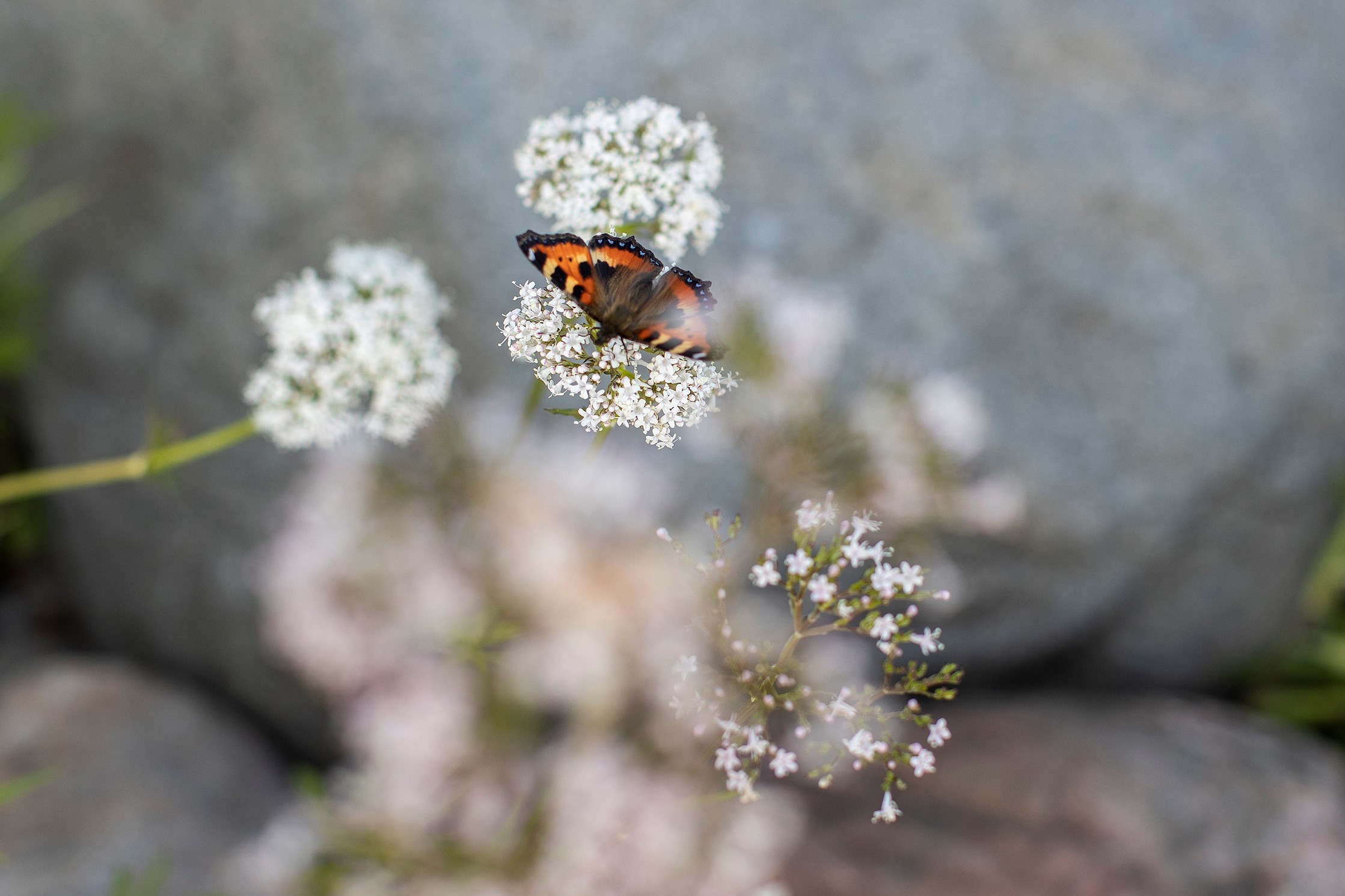 Fjäril på blomma.