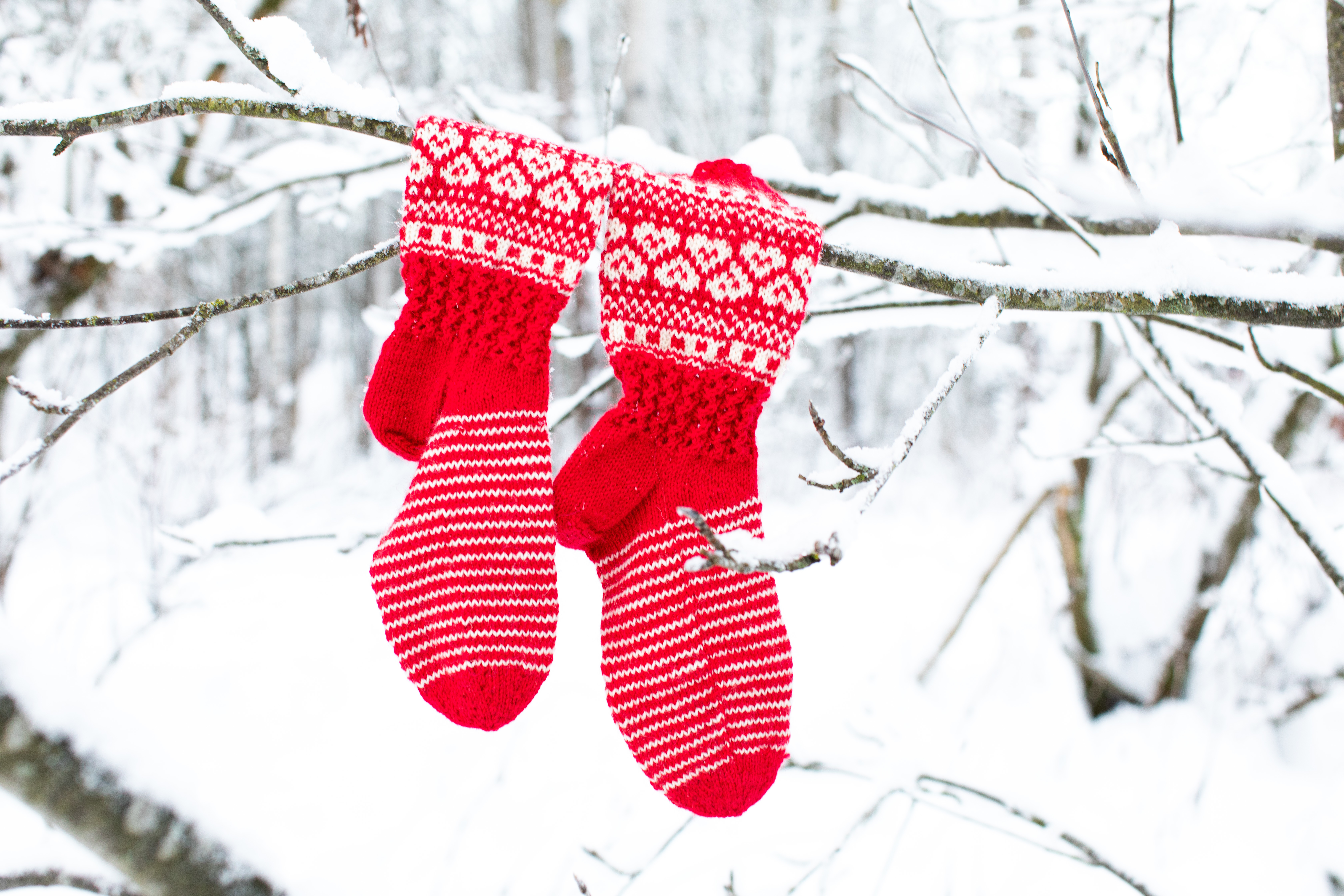 Yllesockor hänger på snöig trädgren