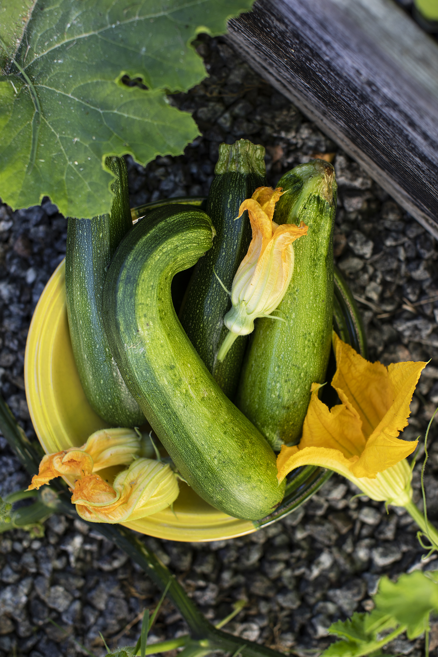 Zucchini